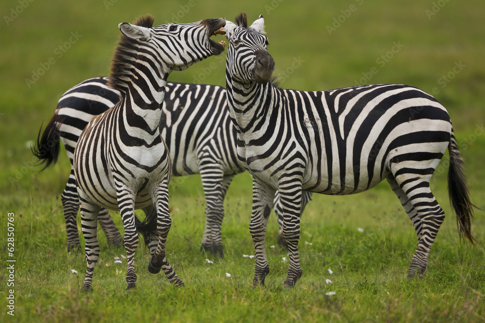 Plains zebras, Ngorongoro Conservation Area, Tanzania Plains zebras, Ngorongoro Conservation Area, Tanzania