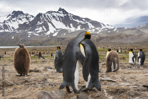 King Penguins, Aptenodytes patagonicus, in a  bird colony on South Georgia Island, on the Falkland islands. photo