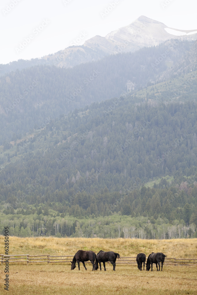 A small herd of horses, grazing on the plains, with a backdrop of mountains with snowcapped peaks. 