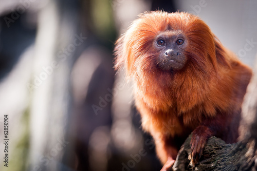 Portrait de singe tamarin lion à tête dorée