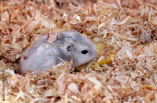 russian hamster