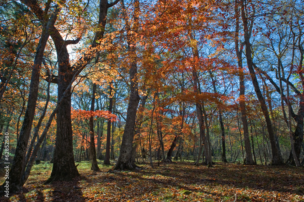 Transparent autumn forest.