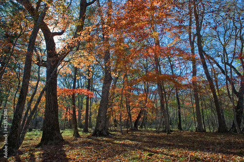 Transparent autumn forest.