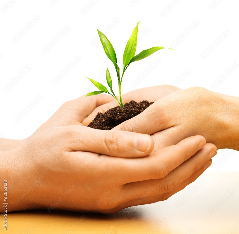 Human hands holding earth with plant sprout Human hands holding earth with plant sprout