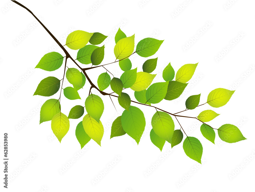 Obraz premium 葉 植物 背景