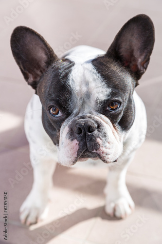 French bulldog portrait © Patryk Kosmider