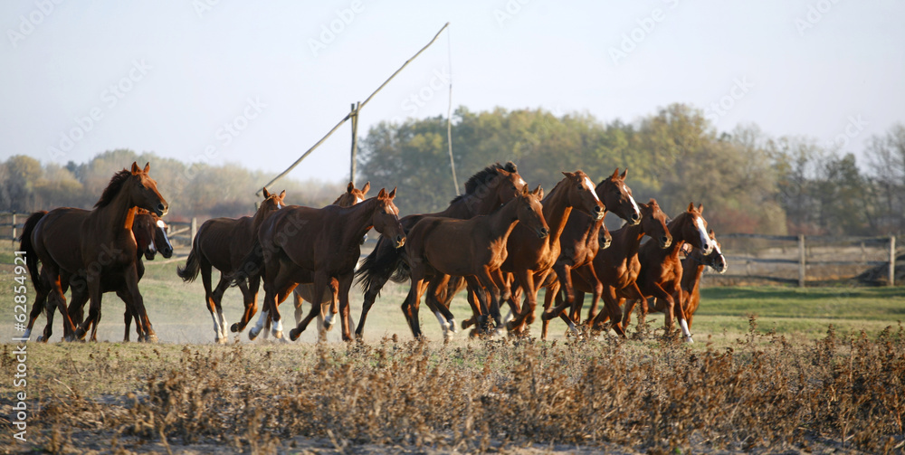 Obraz premium Galloping Herd in the Puszta. Bugac is the hungarian desert.