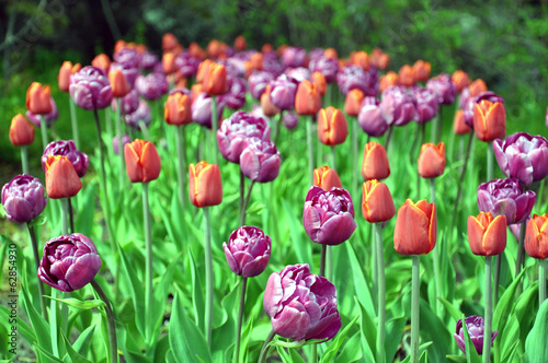 garden with blooming tulips