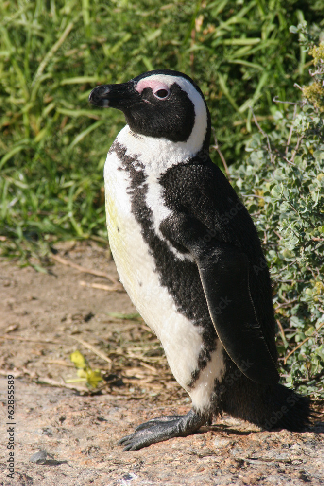 Fototapeta premium Cape Penguin