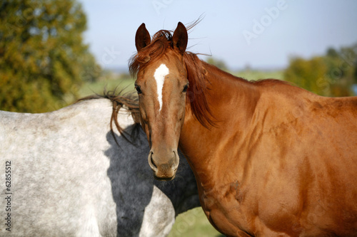 Grey and bay thoroughbred horses together in the summer meadow