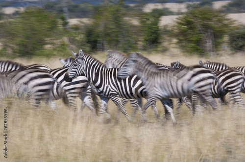 Grant's zebras, Kenya photo