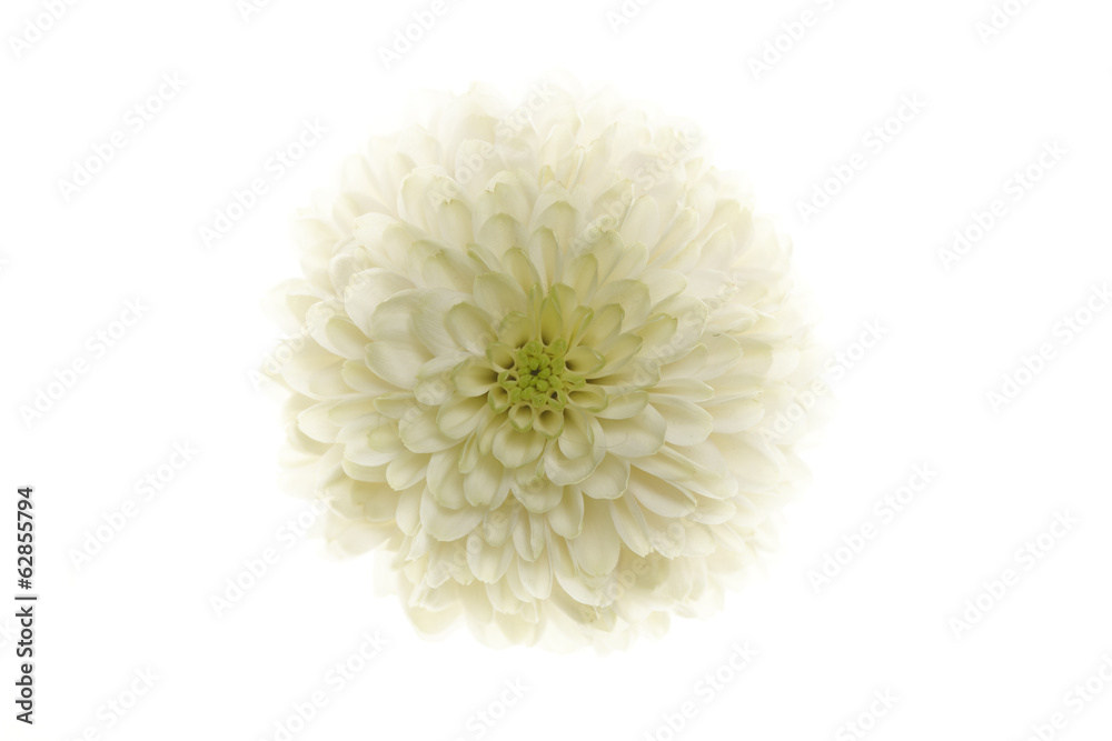 Chrysanthemum
