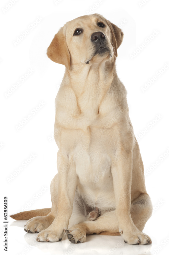 Beautiful Labrador retriever isolated on white background