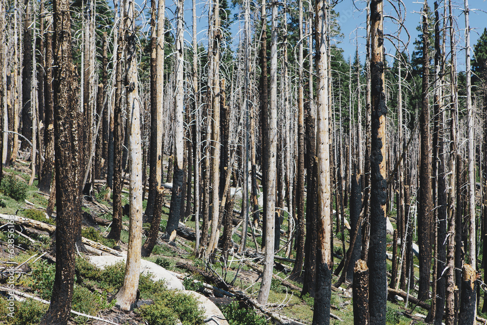 Aftermath of a forest fire, and new growth. Aftermath of a forest fire, and new growth.
