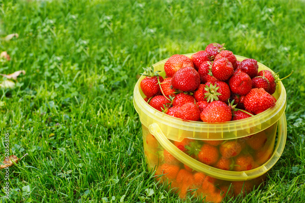 Ripe strawberry in bucket on green grass in summer Ripe strawberry in bucket on green grass in summer