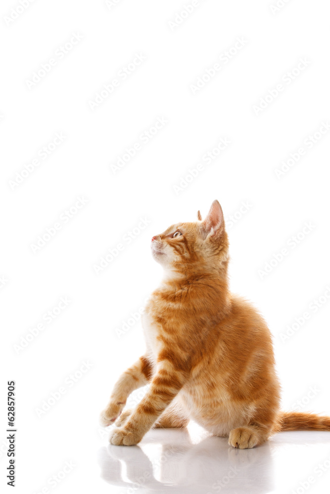 Fototapeta premium Red little cat
