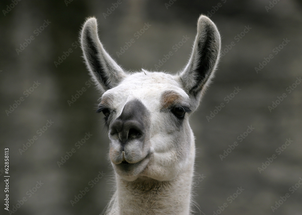 Funny close-up portrait of llama. South American camelid