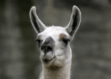 Funny close-up portrait of llama. South American camelid