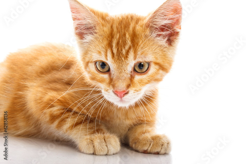 Red little cat
