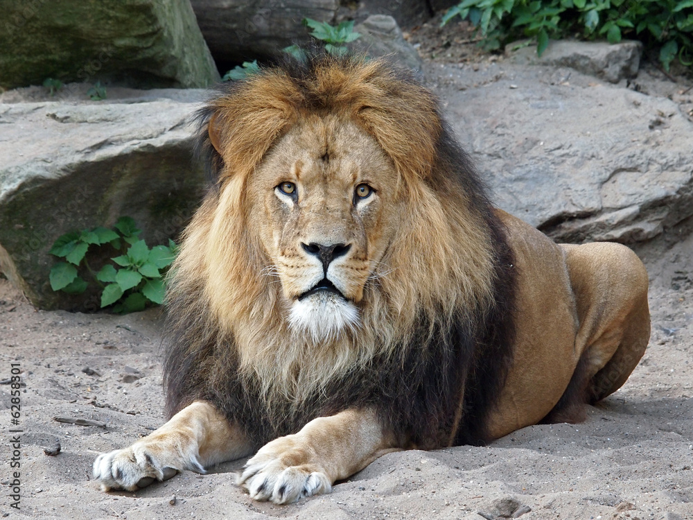 Naklejka premium Lion