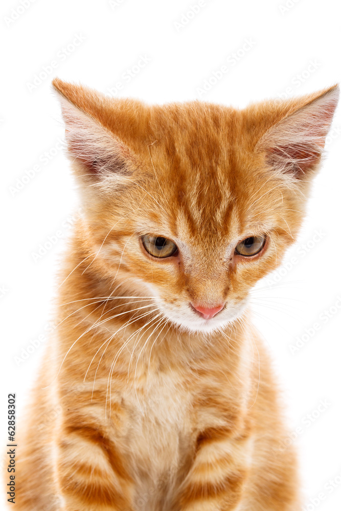 Red little cat Red little cat