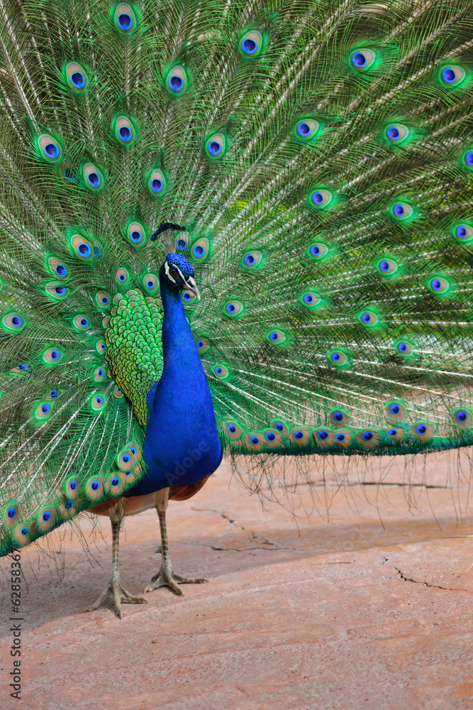 Obraz premium Peacock