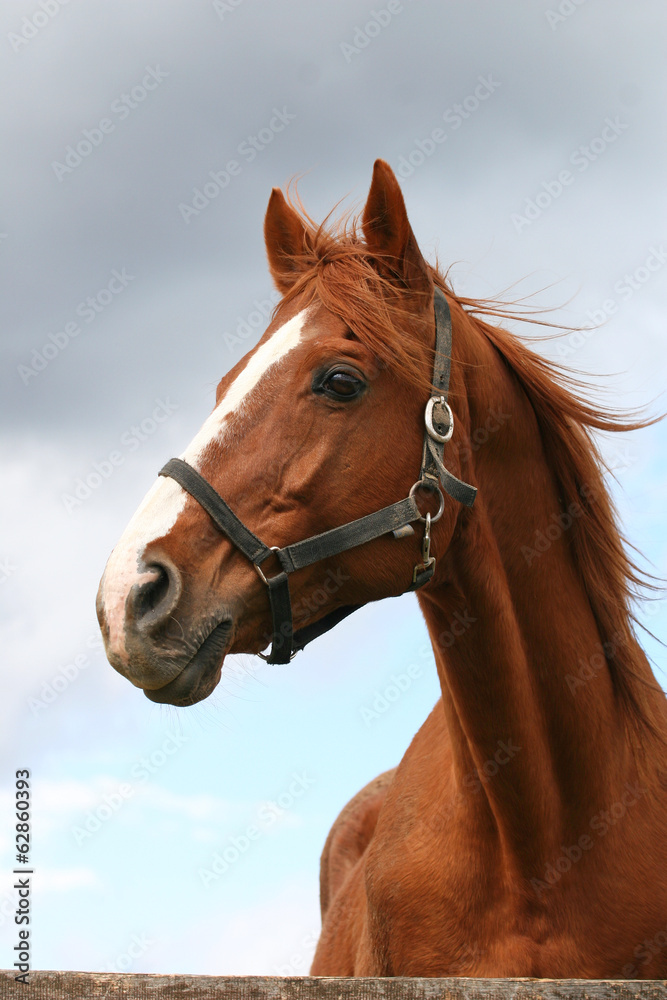 Fototapeta premium Beautiful brown thoroughbred horse head at farm