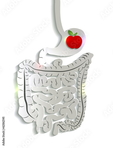 Paper digestive system and apple in the stomach