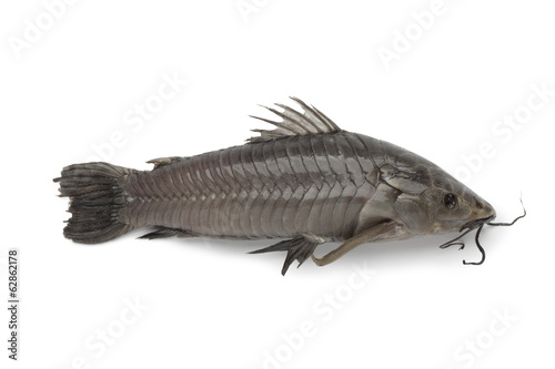 Hoplosternum littorale fish