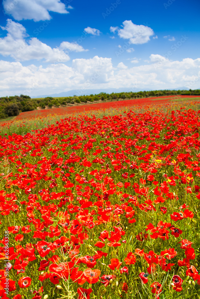 Huge red poppy flowers field