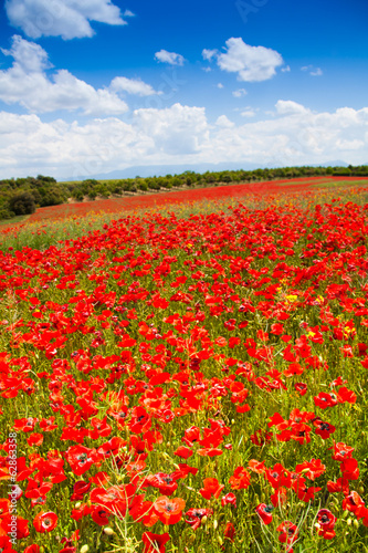 Huge red poppy flowers field