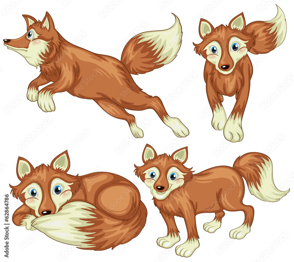 Fototapeta premium Four foxes