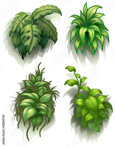 Leafy plants