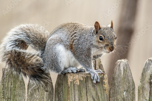 Squirrel 6639