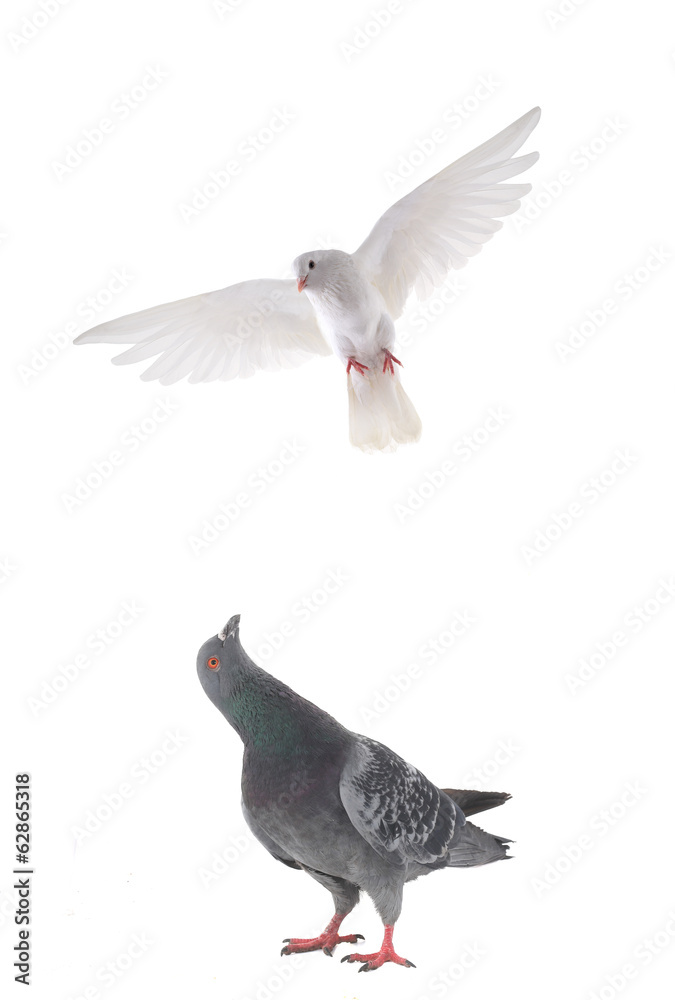 Fototapeta premium dove