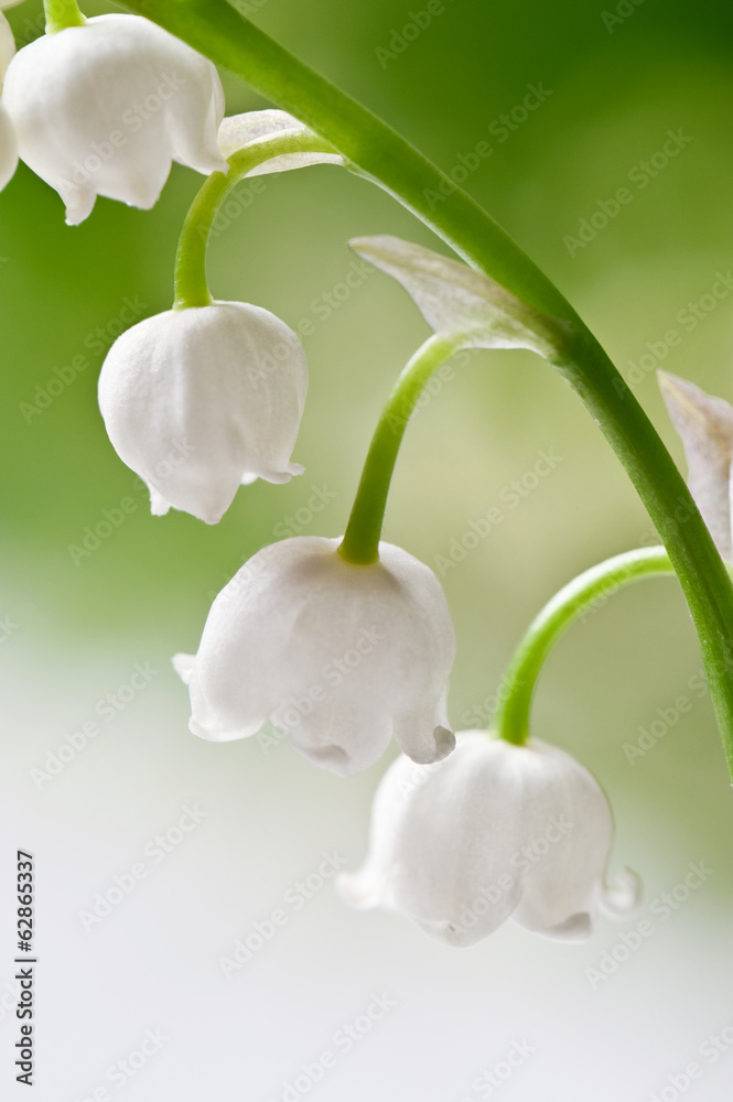 Lily of the valley Lily of the valley