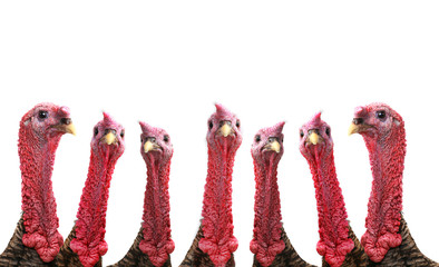 Turkey