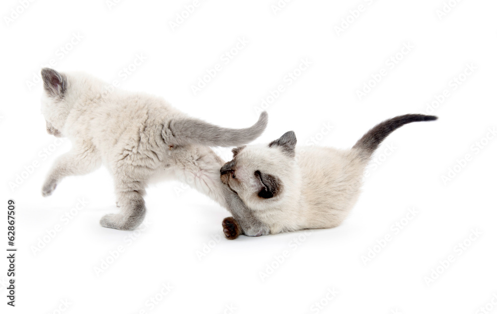 Obraz premium Two cute kittens