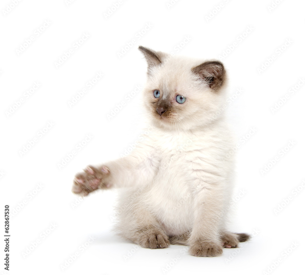 Obraz premium Cute kitten playing on white