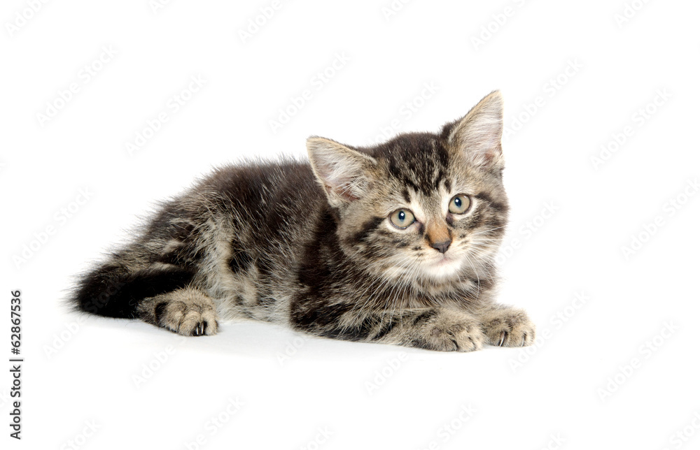 Obraz premium Tabby kitten with yarn