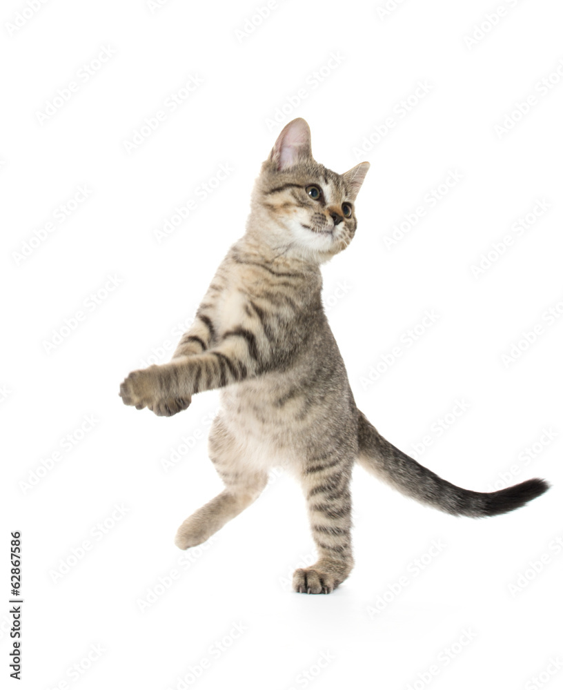 Obraz premium Cute tabby kitten