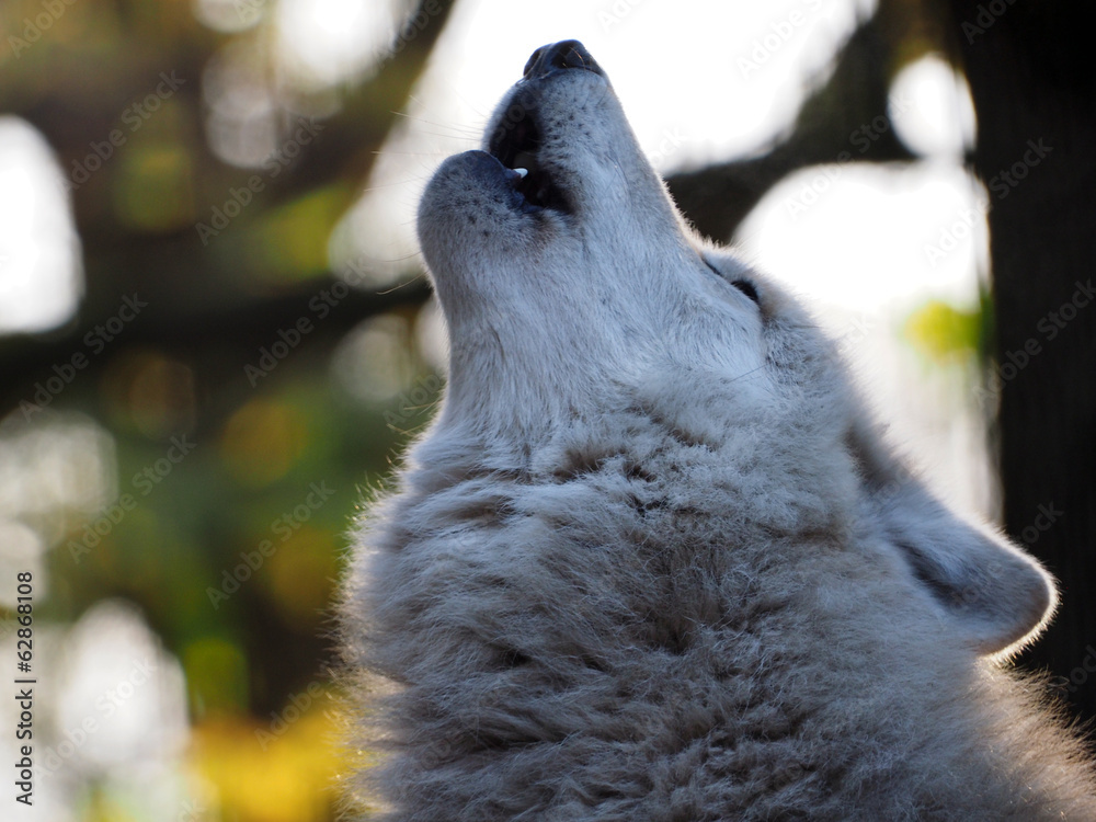 Fototapeta premium Howling White Wolf