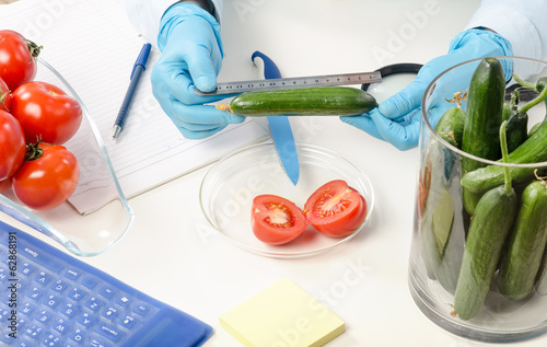 Measuring the lenght of cucumber photo