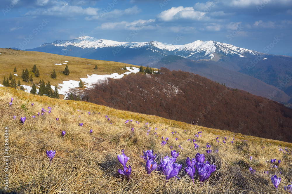 First spring flowers in the mountains