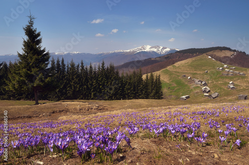 First mountain flowers