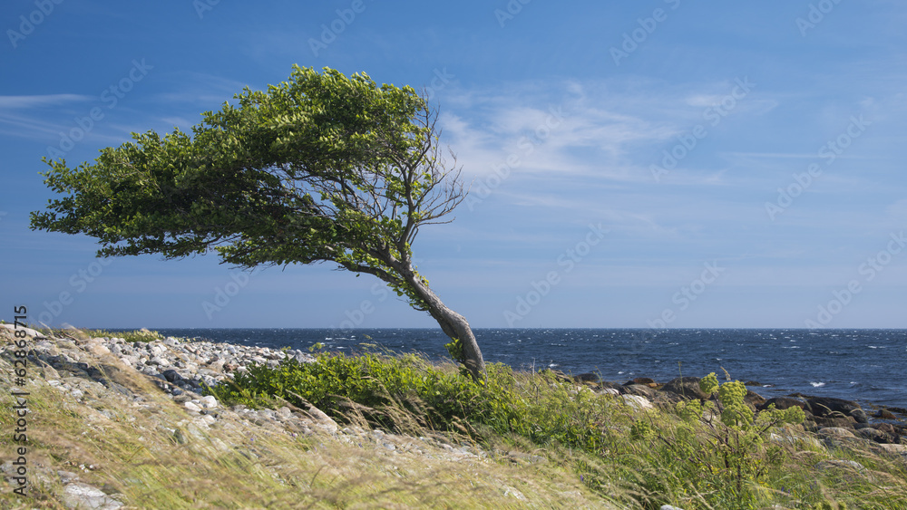 Fototapeta premium Lonely bent tree by the sea coast