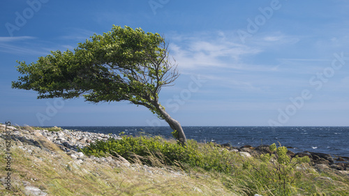 Lonely bent tree by the sea coast