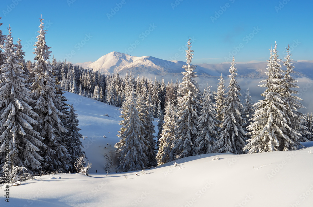 Winter in the mountain forest