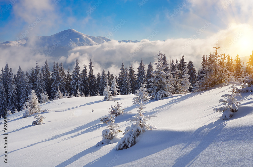 Obraz premium Winter in the mountain forest