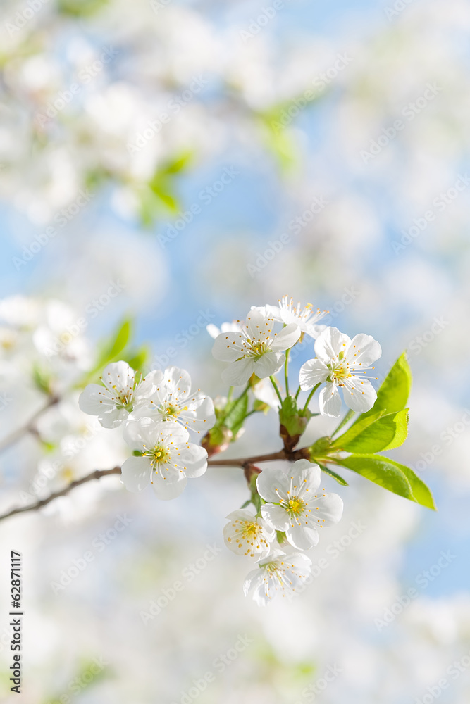 Obraz premium Spring flowers